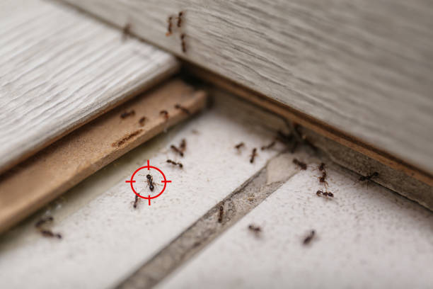Pest Prevention Services in La Verkin, UT